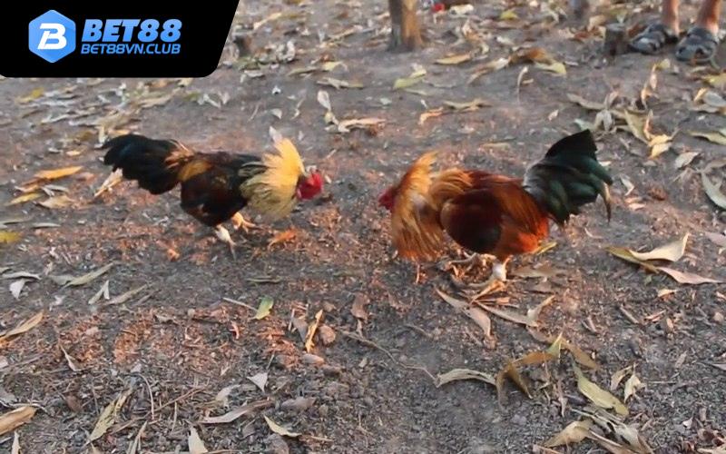 Lợi ích khi lựa chọn đá gà Bet88