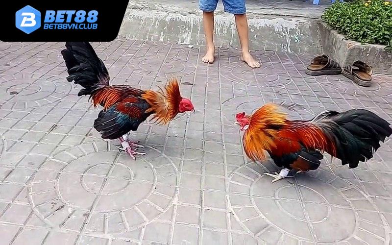 Tổng quan đá gà Bet88